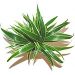 Chlorophytum bichetii - Zelenec bichetův – Zboží Dáma