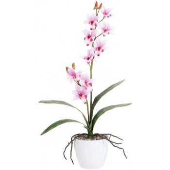 Gasper Orchidej Dendrobie Gasper (bez.květináče), růžová, 2 stonky, 60 cm (103300-10)