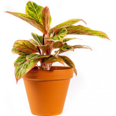 Gardners Aglaonema Salmon Fantasy, průměr 12 cm Aglaonema, Spící panna – Zboží Mobilmania