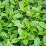 Bazalka pravá citrónová Ocimum basilicum citriodorum semena bazalky 100 ks