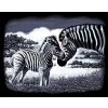 Škrábací obrázky 25 x 20 cm - Zebry