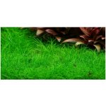 Eleocharis pusilla – Zboží Dáma