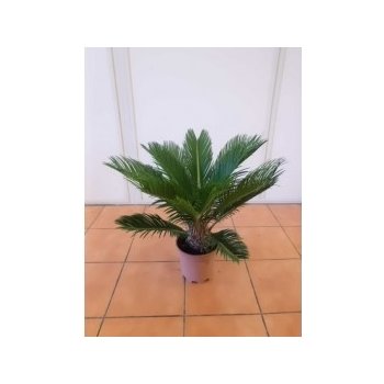 Cycas revoluta P17 Cykas japonský