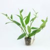 Akvarijní rostlina I--Z Epipremnum pulchrum - Šplhavník krásný
