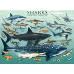 EuroGraphics Jigsaw Sharks 1000 dílků – Zboží Mobilmania