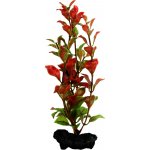 Tetra Ludwigia repens - Red Ludwigia 15 cm – Hledejceny.cz