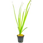 Vallisneria spiralis - Zákruticha šroubovitá – Zbozi.Blesk.cz