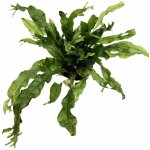 Microsorium pteropus Windelov – Zboží Dáma