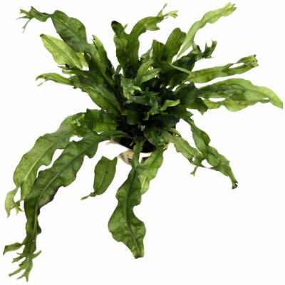 Microsorium pteropus Windelov – Zboží Dáma