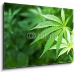 WEBLUX Obraz D - x cm F_E - Young cannabis plant marijuana plant deta - , 1 100 x 70 48156966 cm – Hledejceny.cz