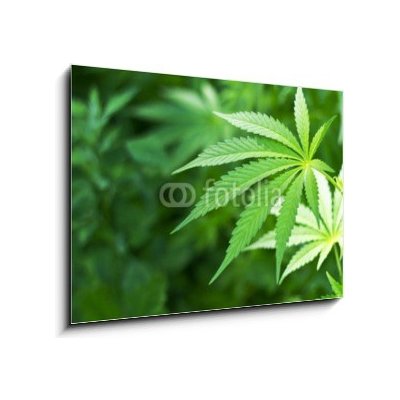 WEBLUX Obraz D - x cm F_E - Young cannabis plant marijuana plant deta - , 1 100 x 70 48156966 cm – Hledejceny.cz