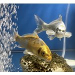 KOI kapr EUROKOI Mix 8-12cm – Zboží Dáma