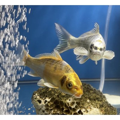 KOI kapr EUROKOI Mix 8-12cm – Zboží Dáma