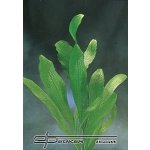 Aponogeton henkelianus – Zboží Mobilmania