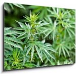 Skleněný obraz 1D - 100 x 70 cm - marijuana marihuana