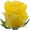 Žlutá růže MOONWALK 50cm (M)