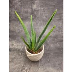 Aloe Vera – Hledejceny.cz