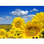 WEBLUX 16872718 Fototapeta papír Some yellow sunflowers against a wide field and the blue sky Některé žluté slunečnice proti širokému poli a modré obloze rozměry 360 x 266 cm