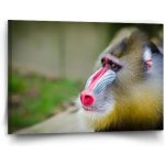 Sablio Obraz Mandril - 90x60 cm – Hledejceny.cz