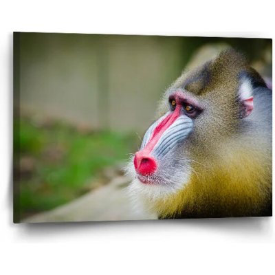 Sablio Obraz Mandril - 90x60 cm – Hledejceny.cz