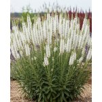 Šuškarda 'Liatris spicata alba' 10 ks – Sleviste.cz