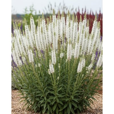 Šuškarda 'Liatris spicata alba' 10 ks – Sleviste.cz