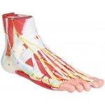 Erler Zimmer Anatomický model chodidla 9 dílný model – Hledejceny.cz
