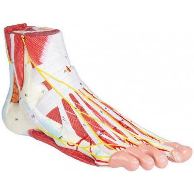 Erler Zimmer Anatomický model chodidla 9 dílný model – Hledejceny.cz