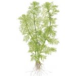 Limnophila aquatica - Bahnatka vodní – Sleviste.cz