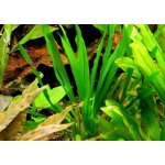 Echinodorus horemanii green - Šípatkovec horemanii green – Hledejceny.cz