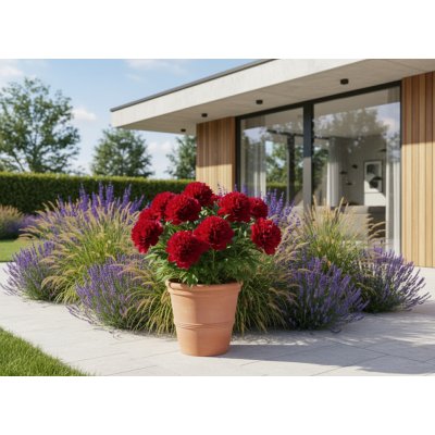 Pivoňka 'Belgravia' 1 ks v květináči – Sleviste.cz