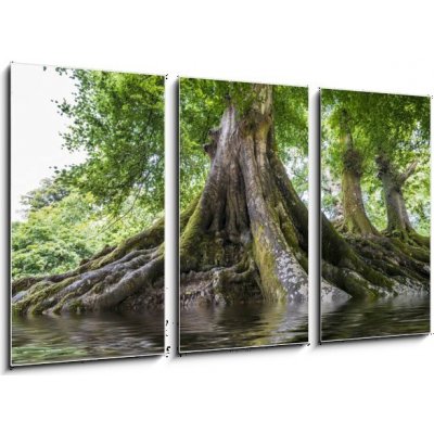 Obraz 3D třídílný - 90 x 50 cm - big old tree and a river velký starý strom a řeka – Zboží Mobilmania