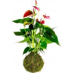 Gardners Kokedama Anthurium červená (L) Anturie, toulitka, prasečí ocásek 1 ks