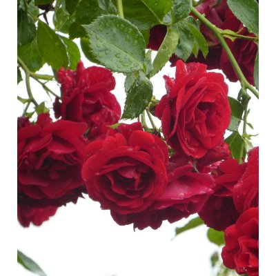 Růže velkokvětá pnoucí červená - Rosa - prostokořenné sazenice růže - 1 ks – Hledejceny.cz