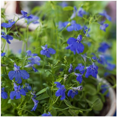 Letničky Zahradní sen v modrém - směs - prodej semen - 0,9 g