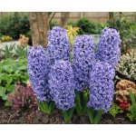 Hyacint 'Blue jacket' 3 ks – Zboží Mobilmania