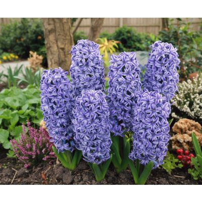 Hyacint 'Blue jacket' 3 ks – Zboží Mobilmania