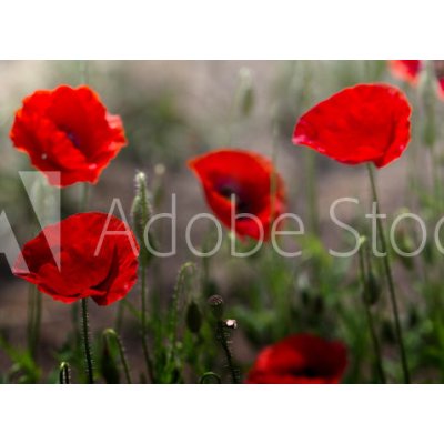 WEBLUX 254517671 Samolepka fólie Red poppy on green weeds field. Poppy flowers.Close up poppy head. red poppy. Papaver rhoeas Červený mák na poli zeleného plevele. Květ, rozměry 100 x 73 cm – Zbozi.Blesk.cz