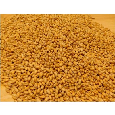 ProBio Pšenice ozimá BIO 25 kg – Zboží Dáma