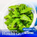 Cryptocoryne wendtii Green – Zboží Dáma