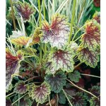 Heuchera americana DALE'S STRAIN - dlužicha – Hledejceny.cz