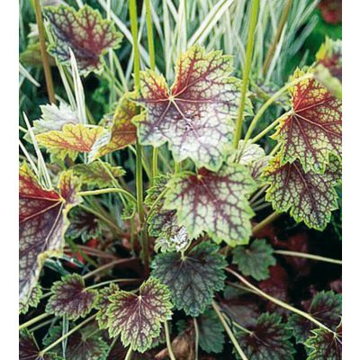 Heuchera americana DALE'S STRAIN - dlužicha – Hledejceny.cz
