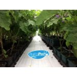 Autopot Easy2grow 48 květináčů bez nádrzě – Hledejceny.cz