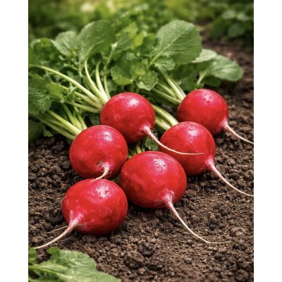 SEMO Ředkvička červená 'Kvarta' tetraploidní 5 g – Zboží Dáma