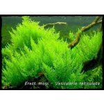 Vesicularia reticulata Erect moss – Zboží Dáma