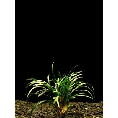 Ophiopogon Kyoto Dwarf T – Zbozi.Blesk.cz