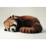 Pohlednice Panda červená – Hledejceny.cz