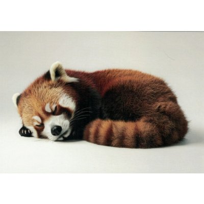 Pohlednice Panda červená – Hledejceny.cz