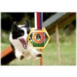 Akrylátová medaile Agility Zlatá – Hledejceny.cz