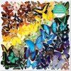 Puzzle Galison Čtvercové Duhoví motýli 500 dílků